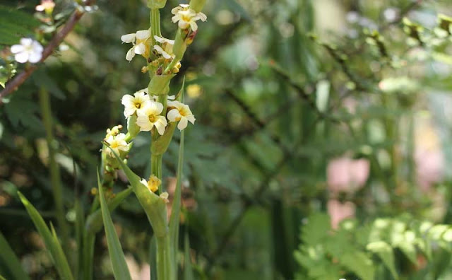Sisyrinchium Striatum Flowers Pictures