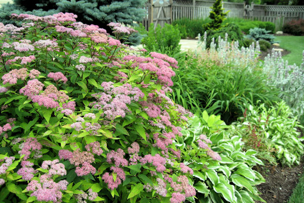 How To Grow Spiraea Japonica Goldflame The Garden Of Eaden