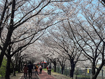 樱花大道