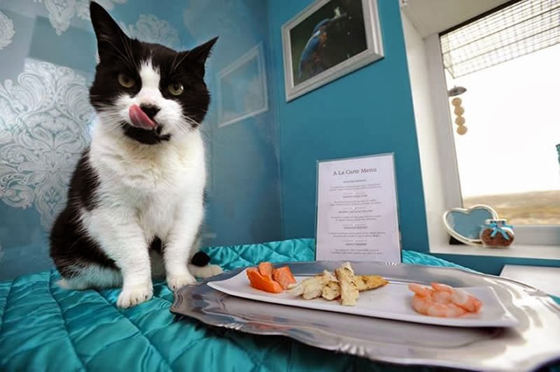 The Ings Luxury Cat Hotel Opens Up With One Of The Largest Suites In