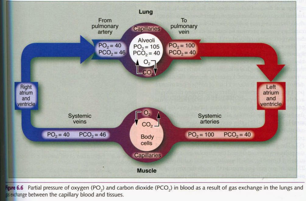 Respiratory Therapy Cave Diffusion of oxygen from air to tissues