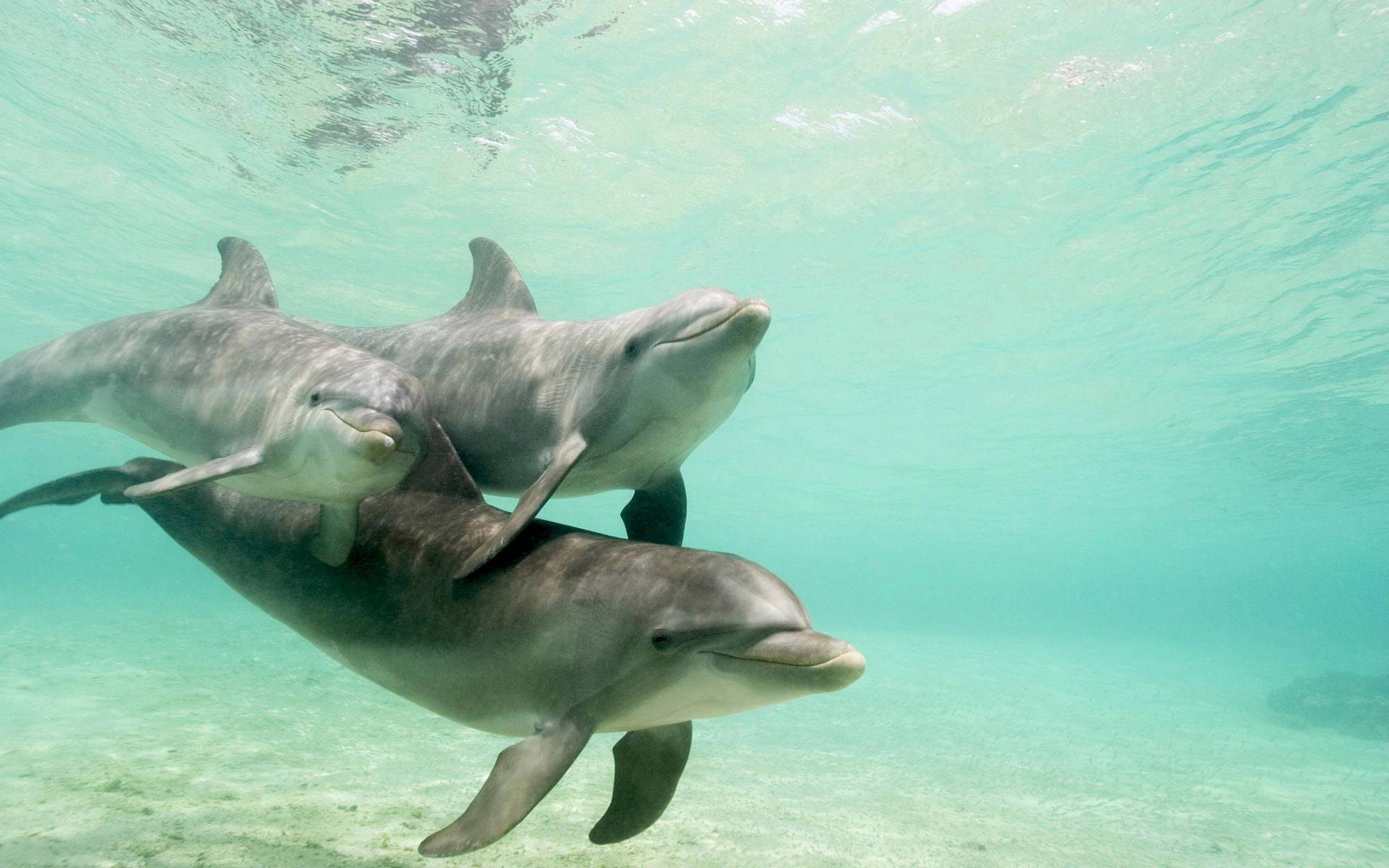 Happy Dolphins.