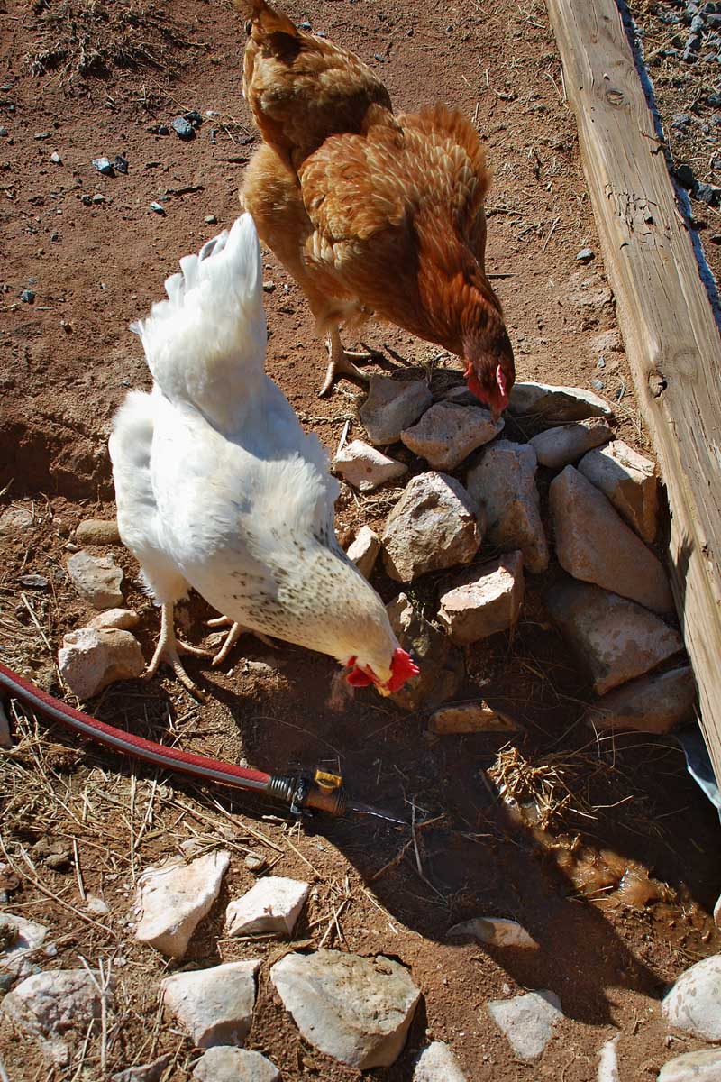 The 7MSN Ranch The art and science of watering livestock in winter