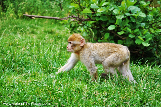 The Monkey Forest at Trentham