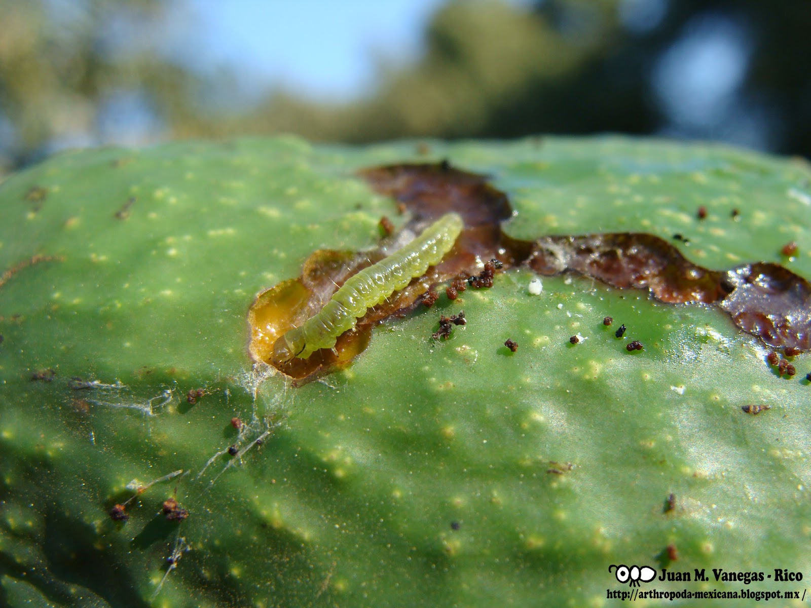 ARTHROPODA MEXICANA Amorbia "gusaño descarnador de aguacate"