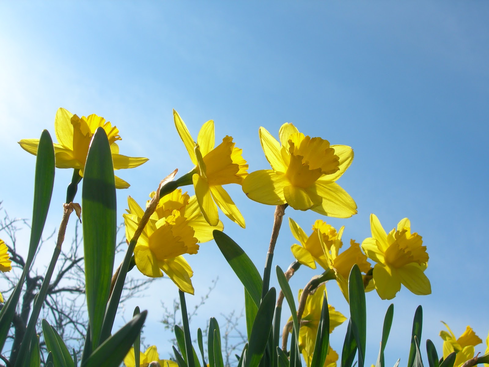 &quot;Goodness in the Garden&quot; Plant Fall Bulbs NOW for