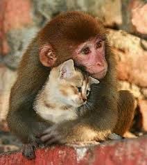 Animales tiernos 2015 - 2016 Animales tiernos 2015 - 2016
