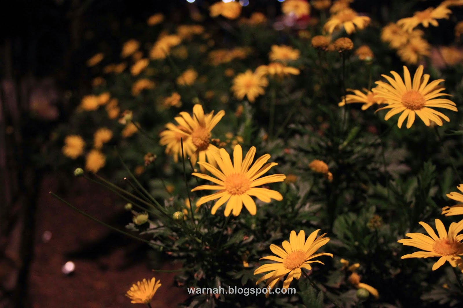 flowers baguio night