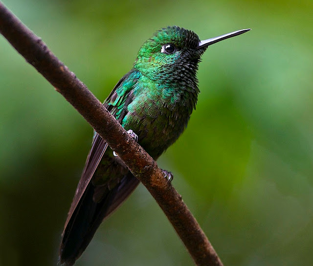 Bellas, hermosas, preciosas, lindas aves de El Salvador
