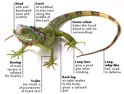 New Community Fresh Reptile Surabaya Iguana