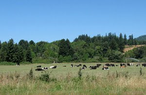 contended cows on Hwy 36, Humboldt