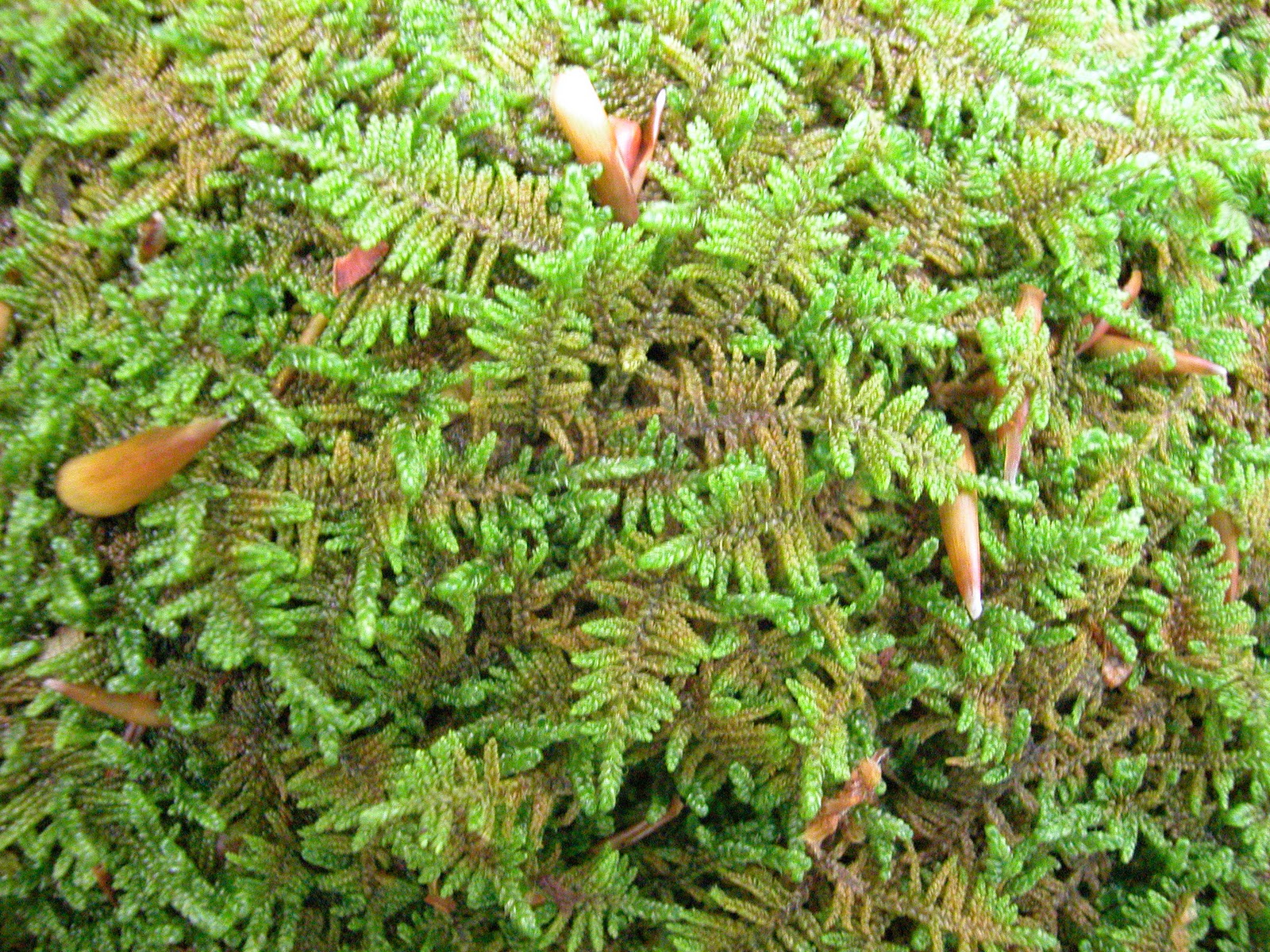 Moss Notes Acrocarp vs Pleurocarp