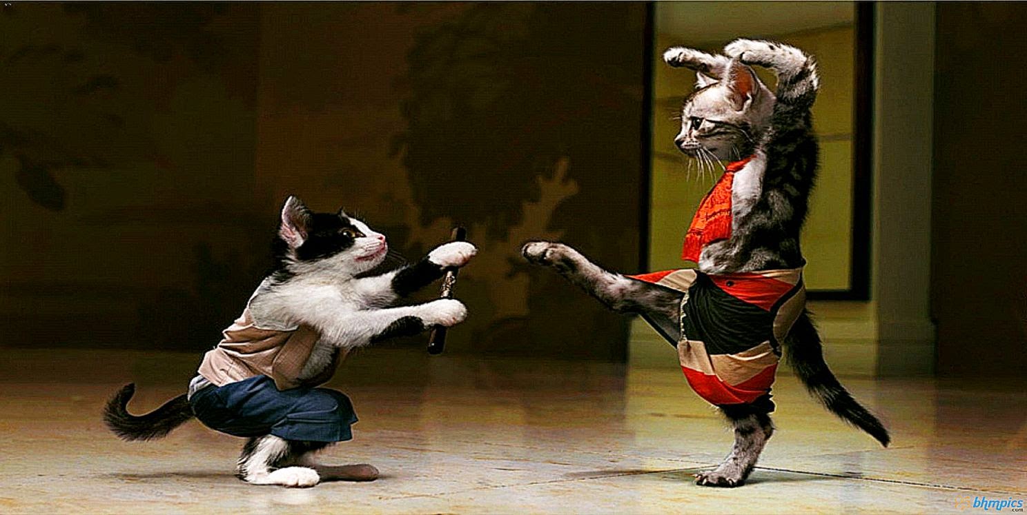 Funny Kung Fu Cats Wallpaper | Background Wallpaper Gallery