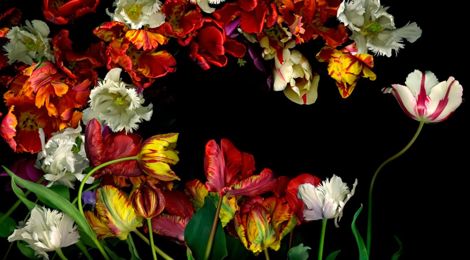 Imagenes Artisticas De Flores | pintura moderna y fotograf 237 a art 237 stica fotograf 237 as Imagenes Artisticas De Flores | pintura moderna y fotograf 237 a art 237 stica fotograf 237 as