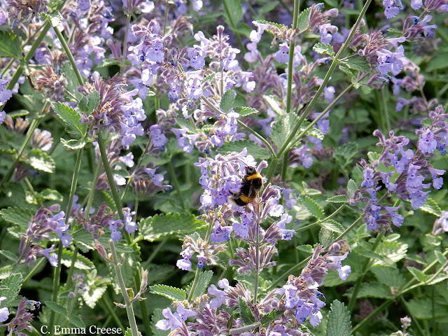 London Regents Park and why I love it