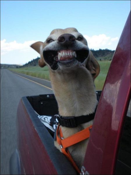 Funny Image Collection: Cool LOL Cute Puppies Funny Dog Quotes