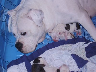 dogo argentino kopek yavrulari nasil egitilmeli yasak irk kopekler ve egitimleri dogo argentino amerikan staff amerikan bulldog pitbull ve doberman