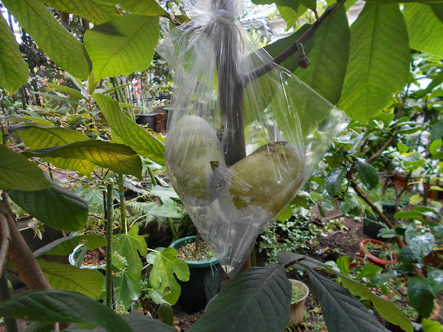 四季成り果樹園芸 ポポーの最終収穫 Pawpaw Nc 1 Last Fruits