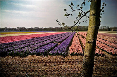 Garden Tulips in Netherlands