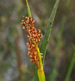 Conospermum caeruleum - Wikipedia