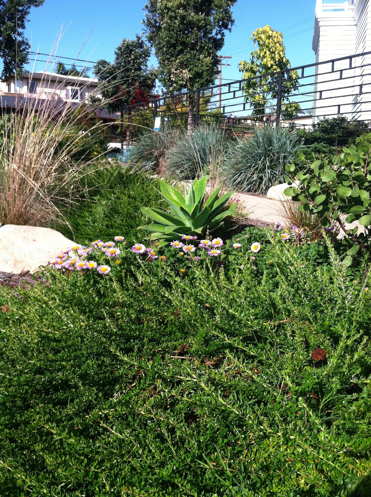 California Native Plants...San Diego Style!! Oceanside Ocean Friendly Garden