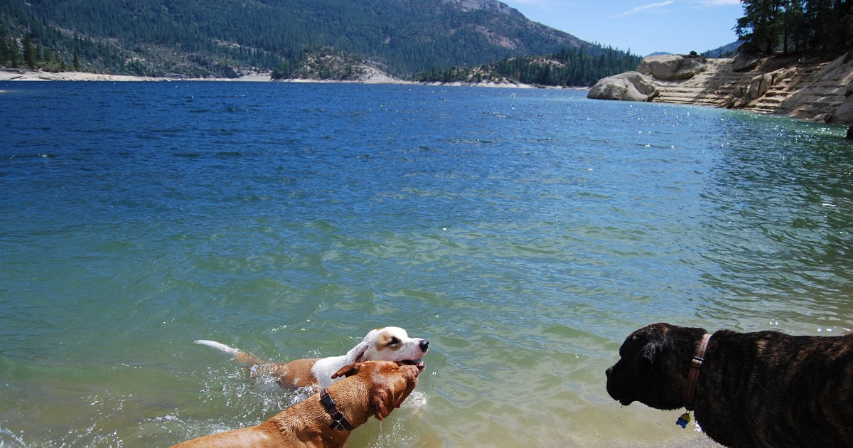 Mountain Dogs Mammoth Pool Reservoir, August 17