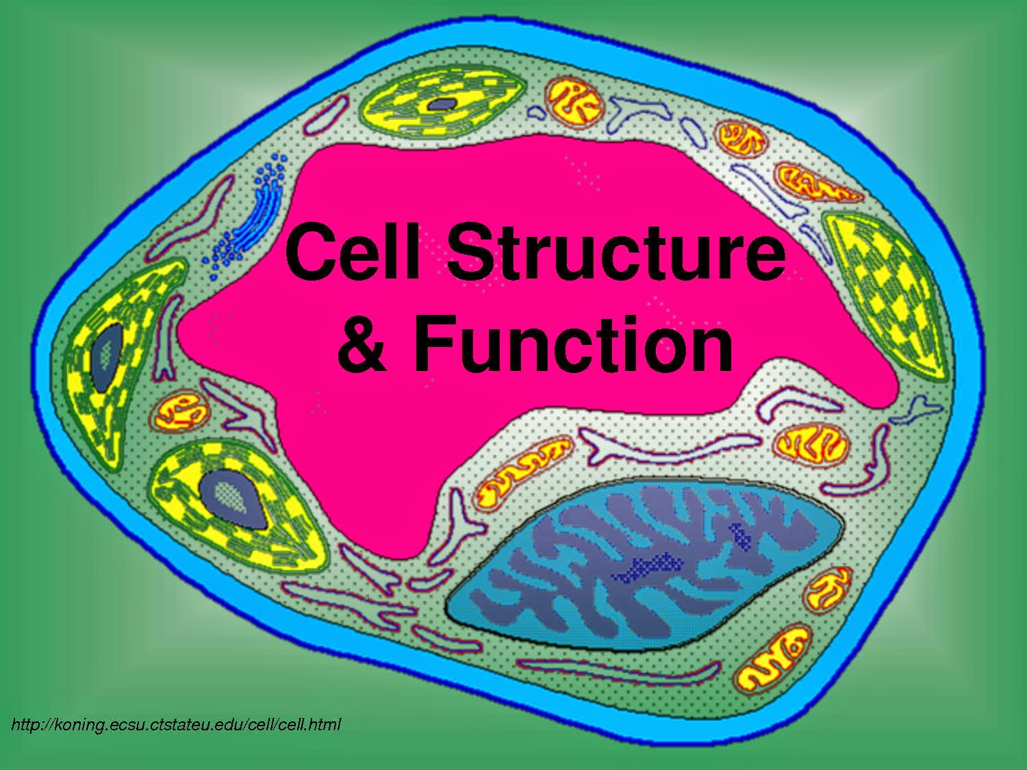 Structure and Function of Cells : NCERT / CBSE - TET Success Key