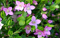Boronia crenulata