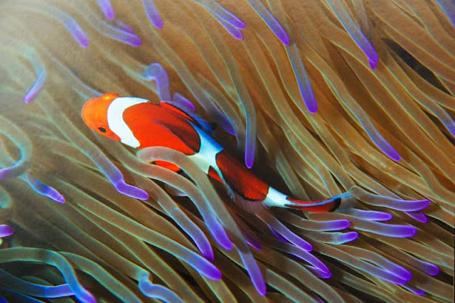 clownfish, underwater, photo