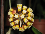 hoya finlaysonii sp. Chicken Farm