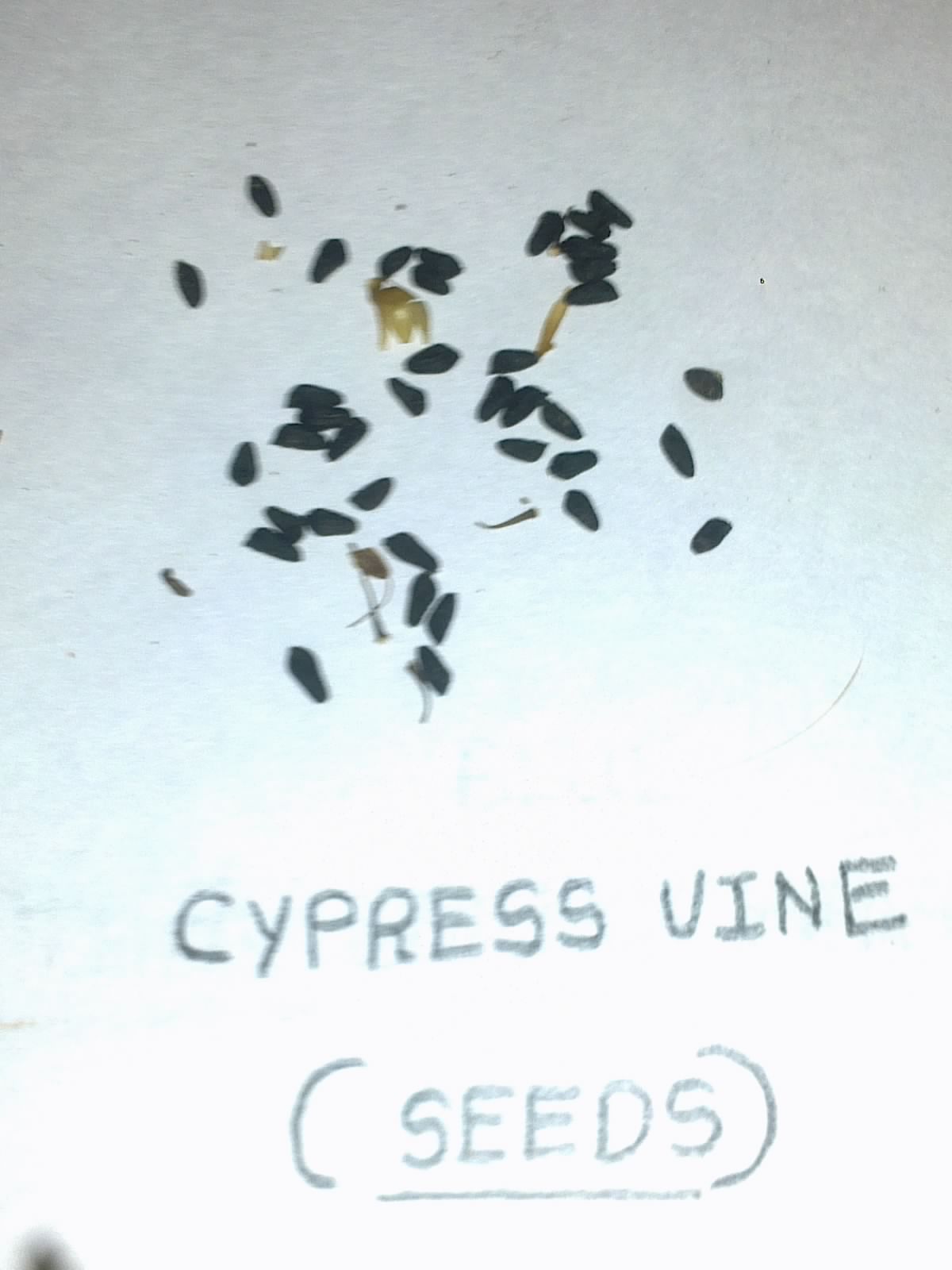 Plants Growing In My Potted Garden. How To Grow And Care For Cypress