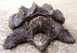 Boca de la tortuga caiman
