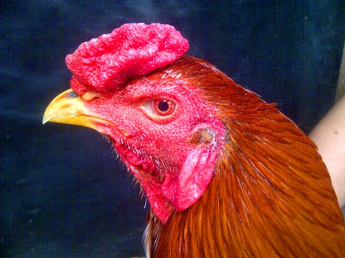 Sapu Jagat King Farm Ayam BK Asli Import Langsung