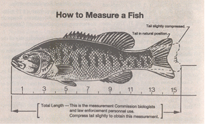 How to Measure a Fish 