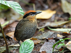 Choco Region of NW Ecuador - April/May 2019