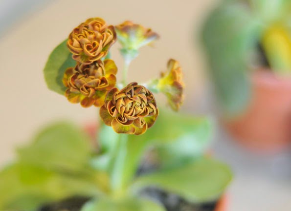 Hydrangea Vanille Fraise Jpg Hydrangea Wallpaper