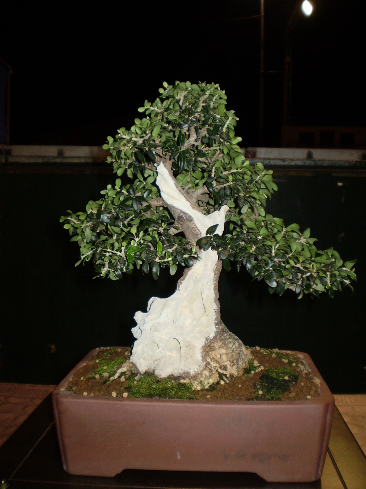 Bonsaiyeando voy... Escuela Bonsai Valencia