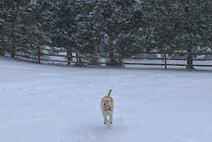 Toshu Loves the Snow!