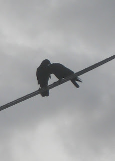 Pair of crows perched on a wire, grooming.
