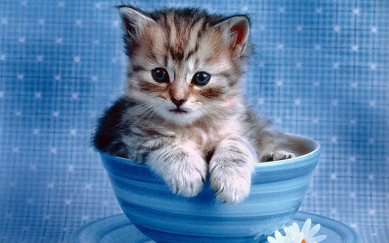 http://1.bp.blogspot.com/-P5y2NBj4OhU/UJwLI4jUukI/AAAAAAAAAYU/v89ugAja-HQ/s1600/Cute-Kitten-Wallpaper-kittens-16094683-1280-800.jpg