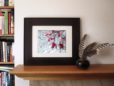 a winter flower photo, of sparkling and frozen cherry red rose hips dangling like holiday ornaments from a rose bush on a frosty winter day