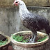 Peluang Usaha Ternak Ayam Arab Petelur