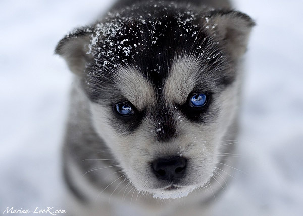 http://1.bp.blogspot.com/-P7InrQN1LMI/UFQtPvTiH4I/AAAAAAAAAB8/NIsKHqWaSZc/s1600/husky_puppy.jpg