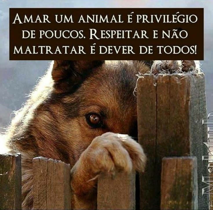 AME os ANIMAIS ....