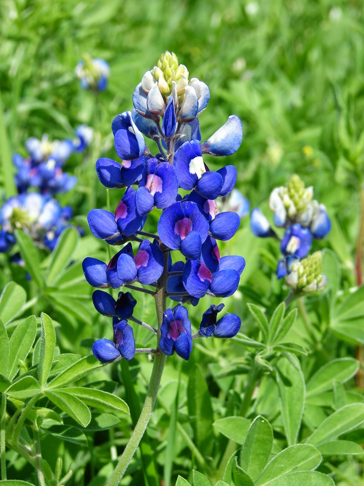 EL BLOG DE LOS GONZÁLEZ, CALERA, ARIAS Y OTROS MÁS Blue la