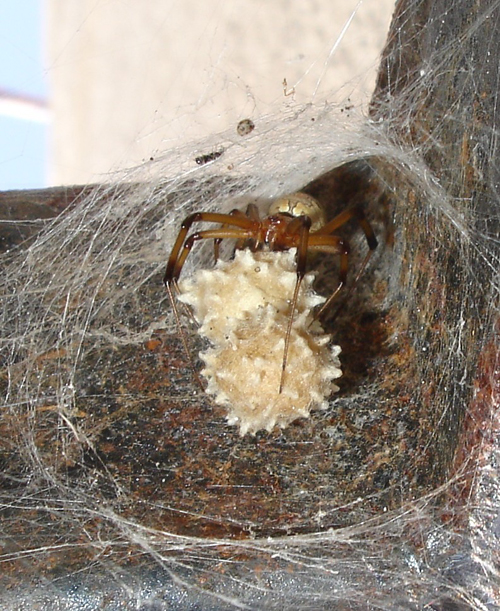 Insects in the City Brown widow spiders spreading in California