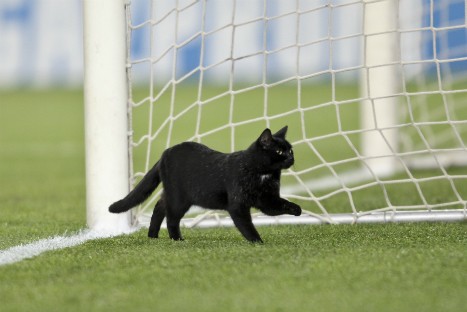 Gato preto invade campo durante Santos e Atlético-MG; veja