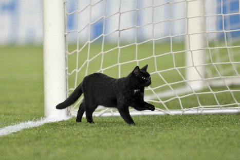 Gato preto invade jogo de futebol e leva torcedores ao delírio