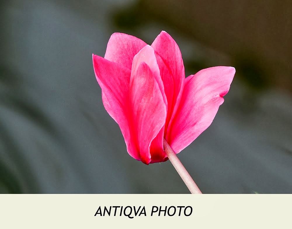 ANTIQVA PHOTO - Mis fotografías