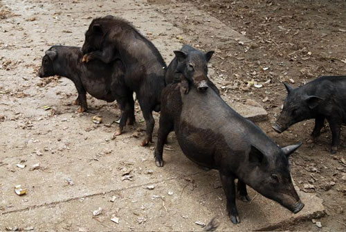 Bán thịt lợn Mường, lợn cắp nách, lợn Mán, lợn Lào ngon nhất Hà Nội